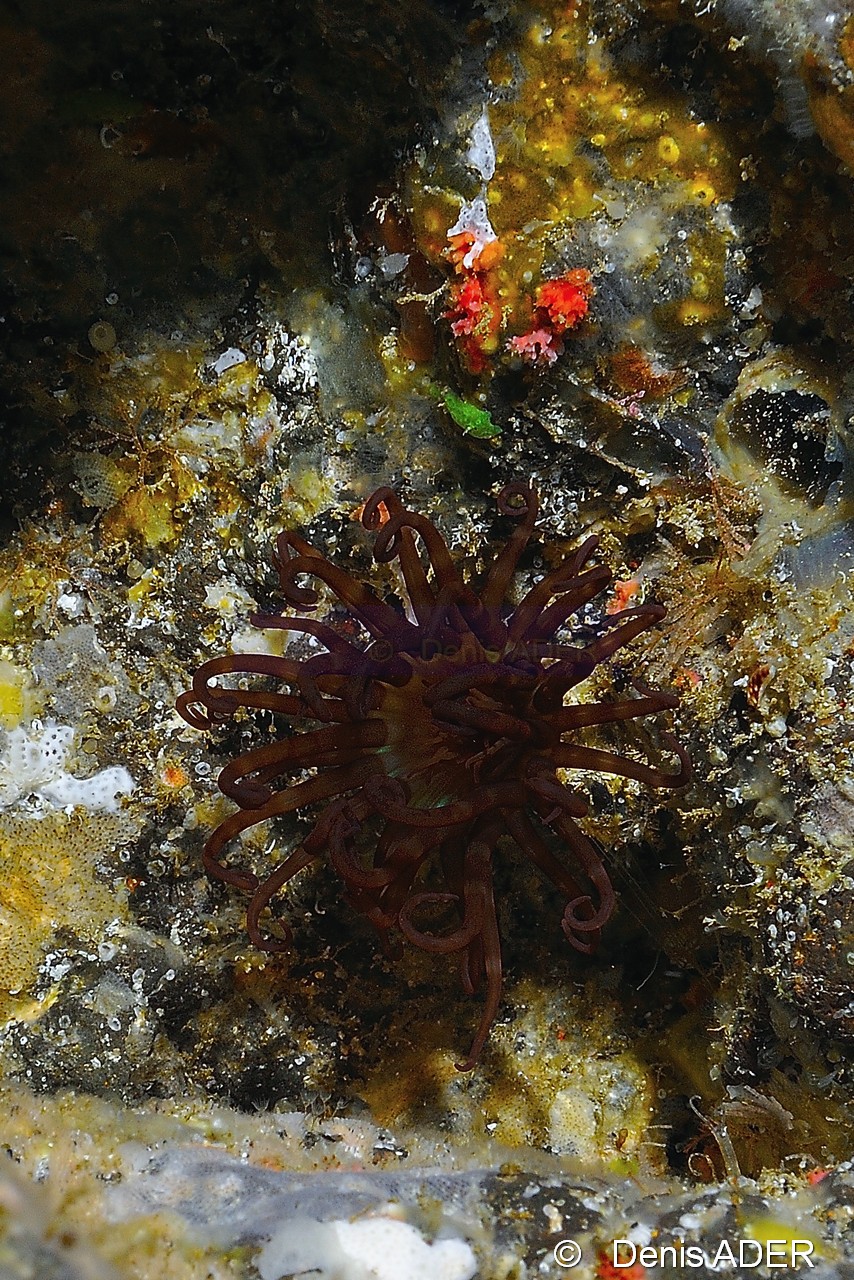Isarachnanthus maderensis Cerianthe de Madere-Cap Vert Pointe du Phare-18m-20150408-Denis-ADER-DSC_9752_tn.jpg